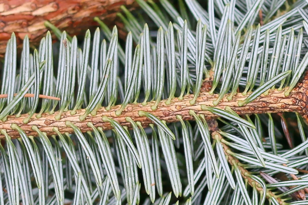 Abies homolepis