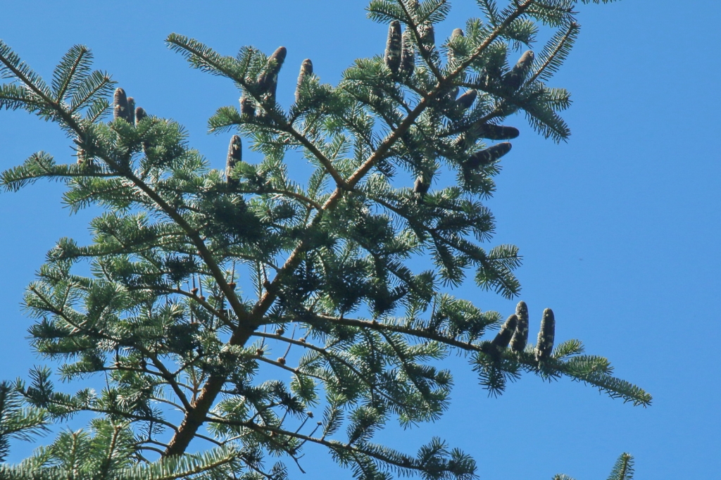 Abies homolepis