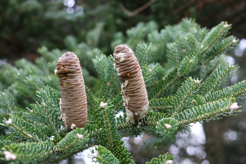 Abies homolepis