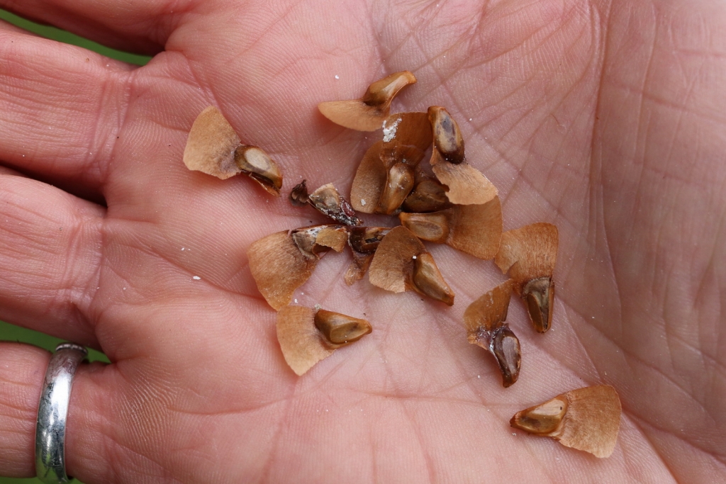 Abies homolepis