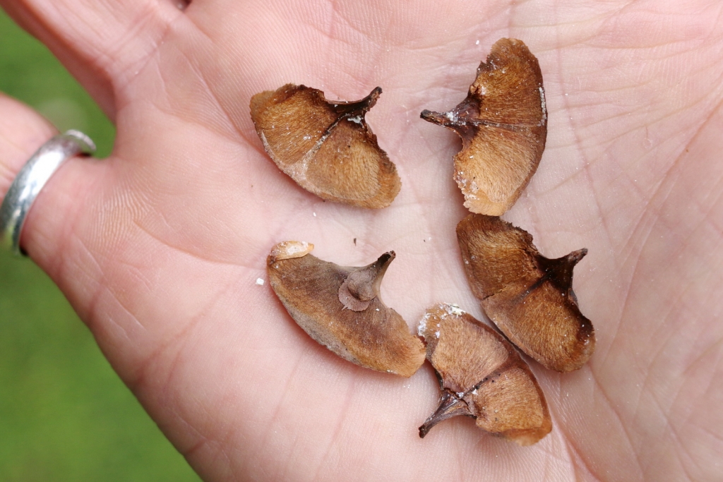 Abies homolepis