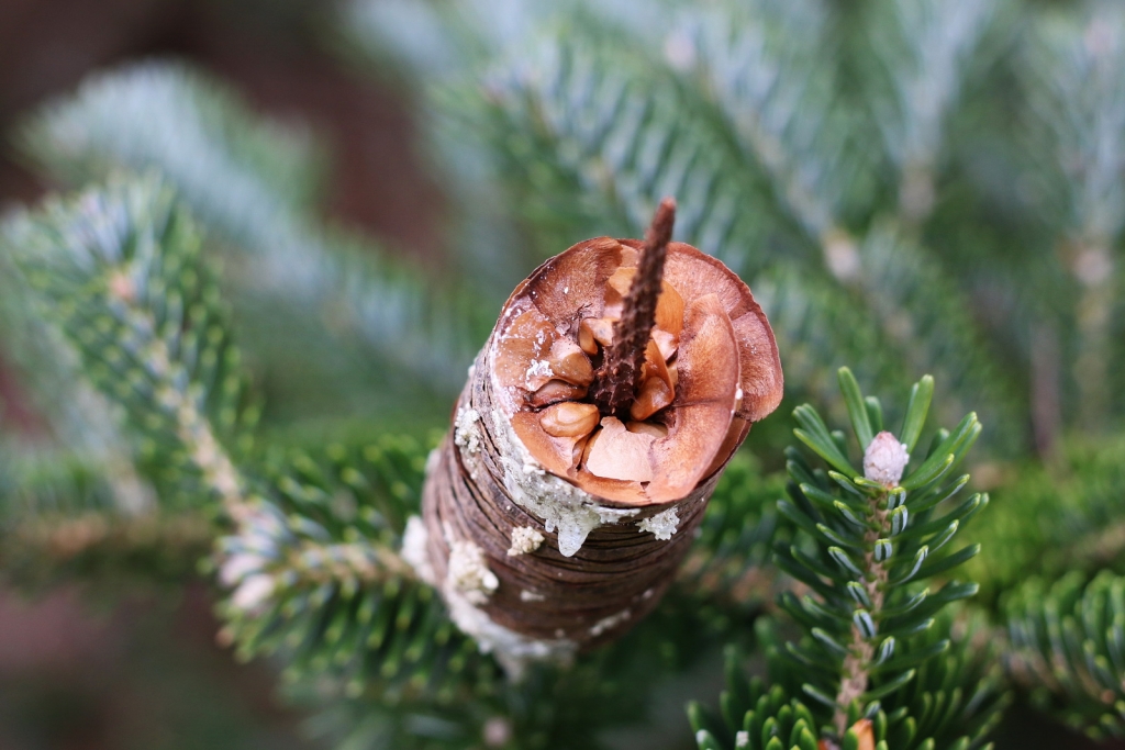 Abies homolepis