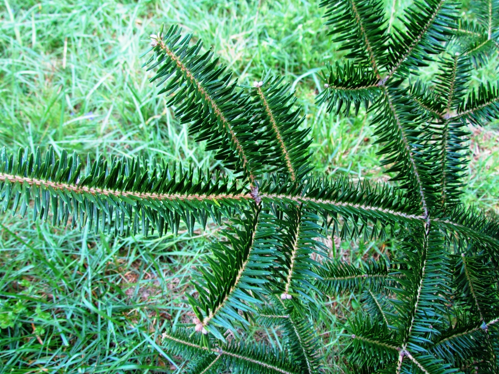 Abies homolepis