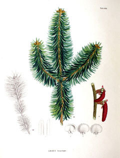 Abies homolepis