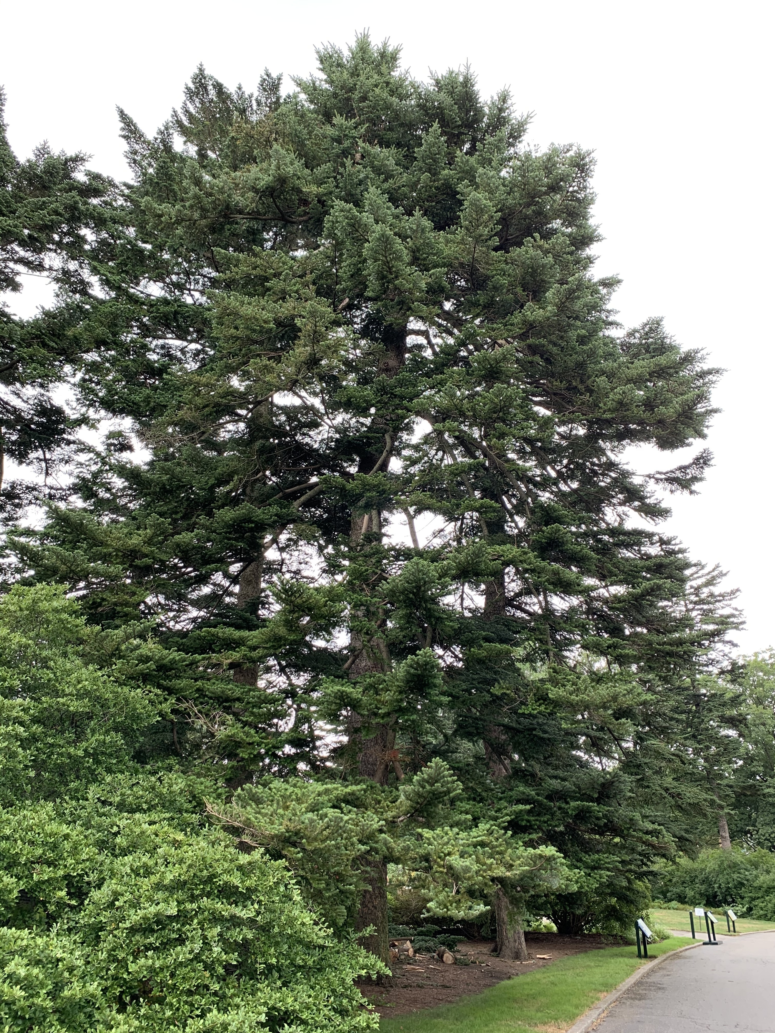 Abies homolepis
