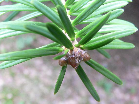 Abies homolepis