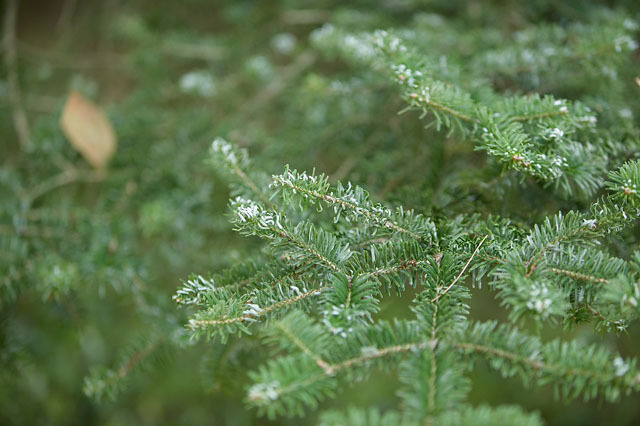 Abies homolepis