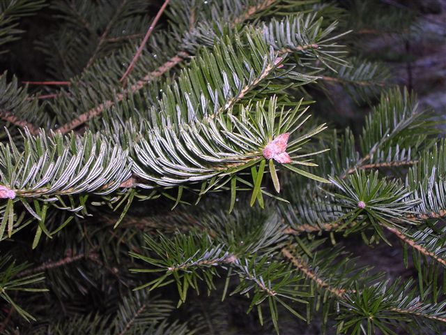 Abies holophylla