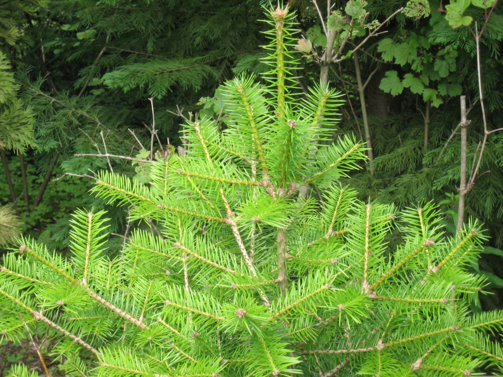 Abies holophylla