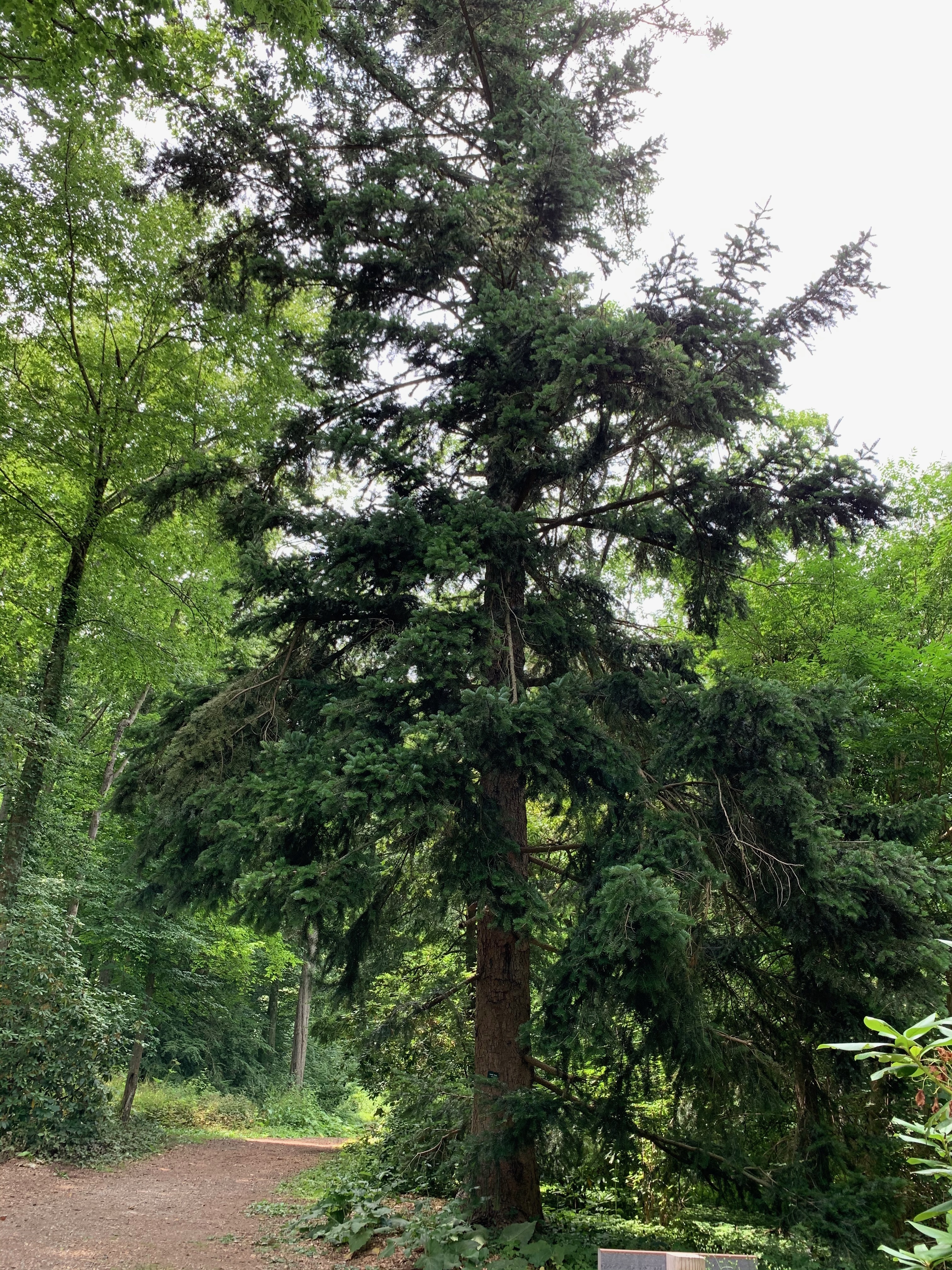 Abies holophylla