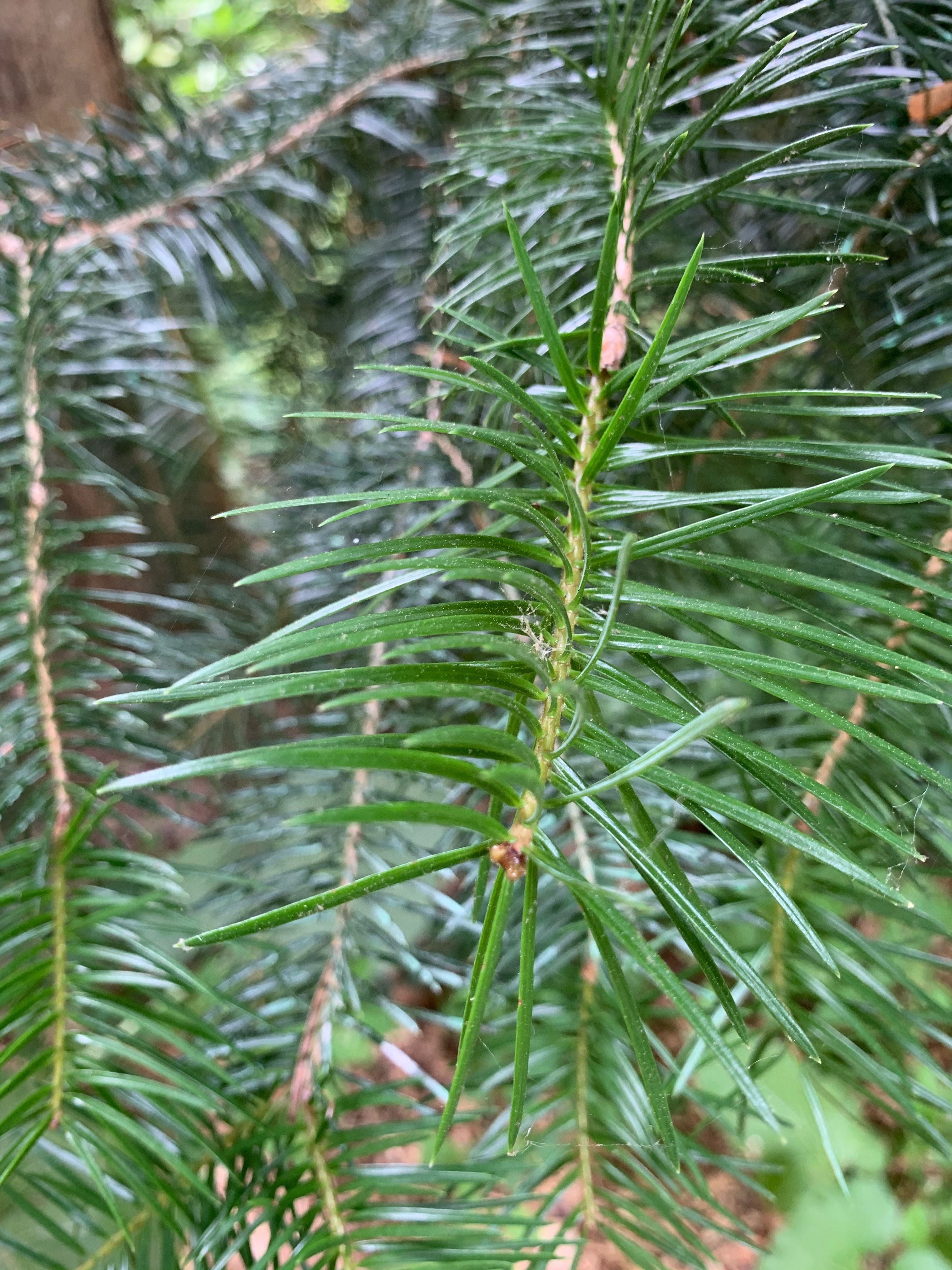 Abies holophylla
