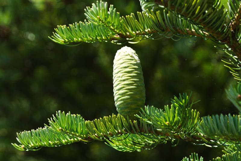 Abies holophylla