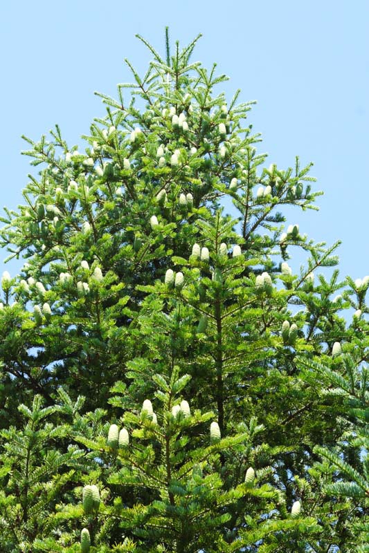 Abies holophylla
