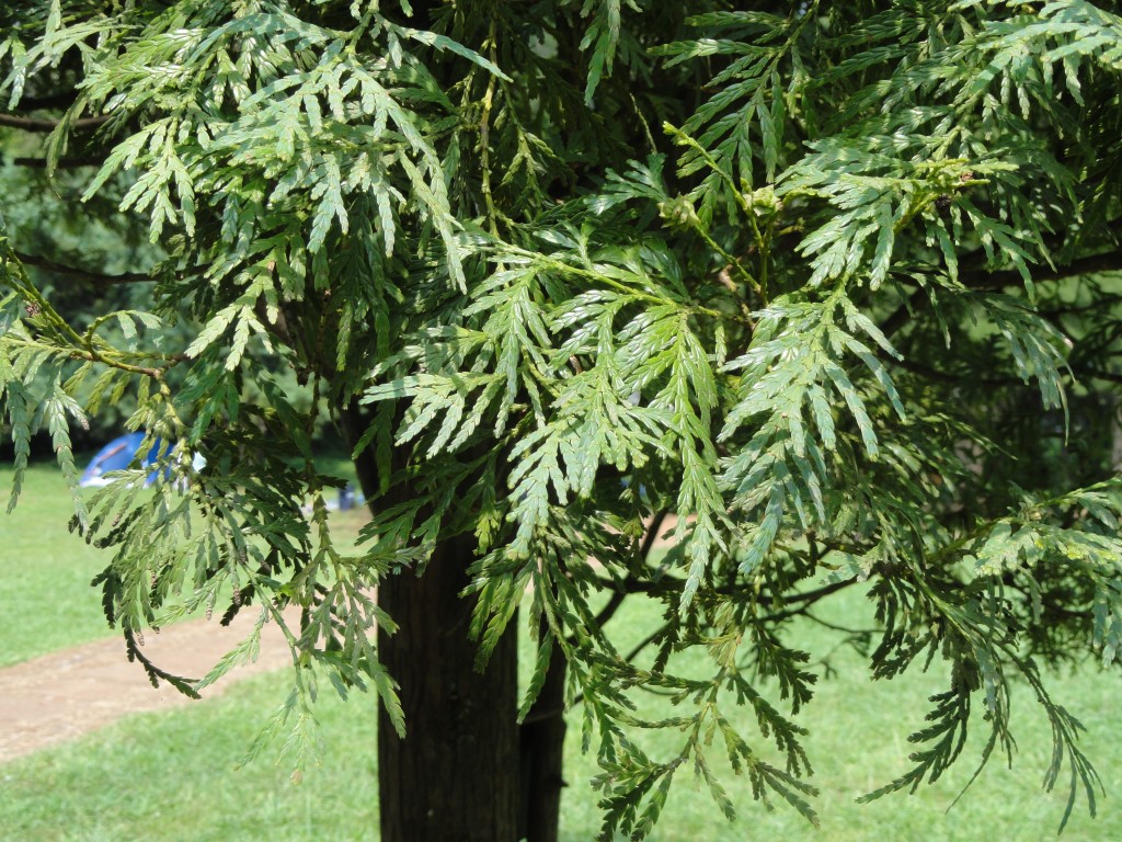 Chamaecyparis hodginsii