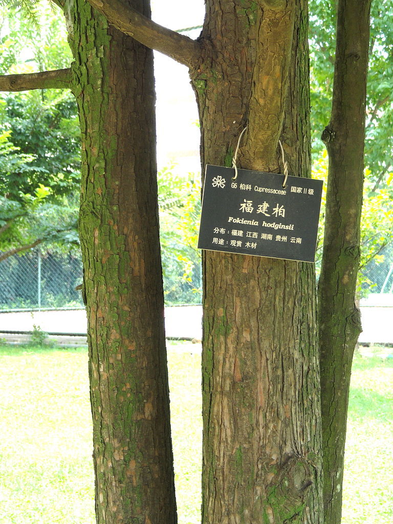 Chamaecyparis hodginsii