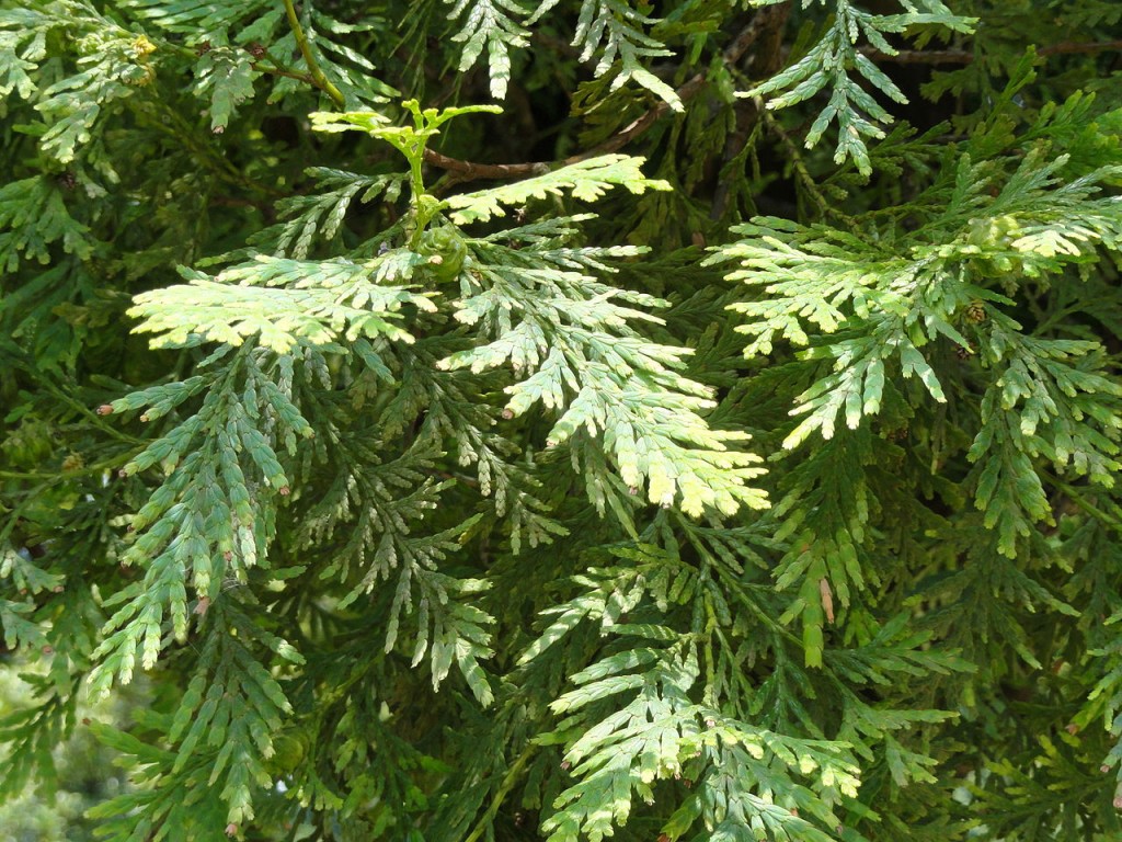 Chamaecyparis hodginsii