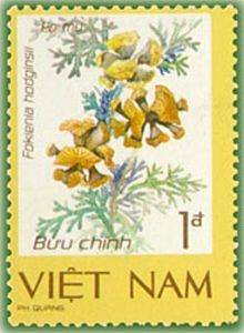 Chamaecyparis hodginsii