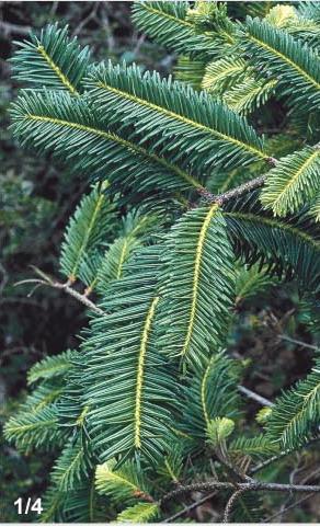 Abies hidalgensis