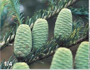Abies hidalgensis