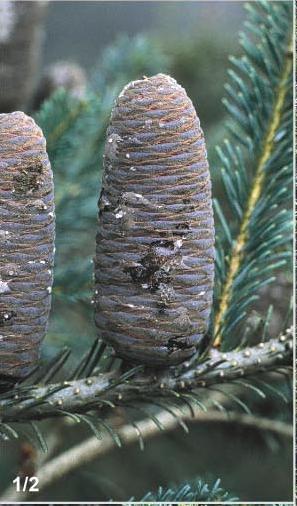 Abies hidalgensis