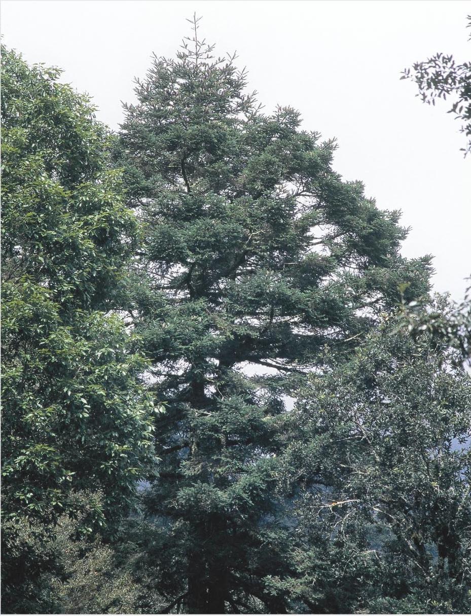Abies hidalgensis