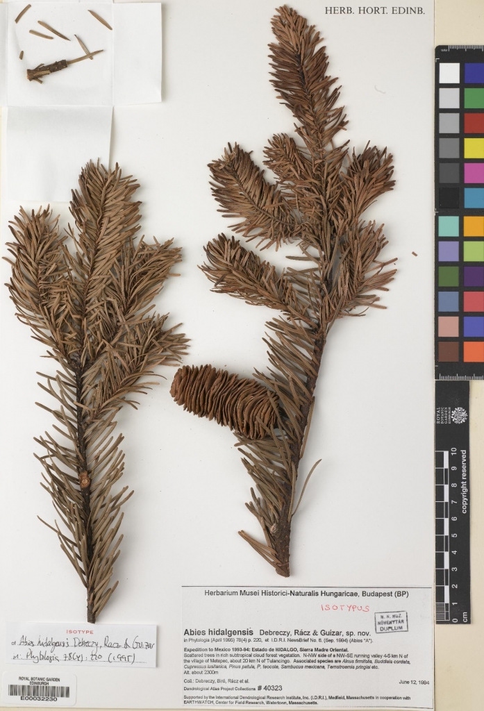 Abies hidalgensis