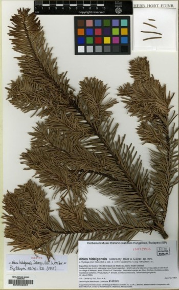 Abies hidalgensis