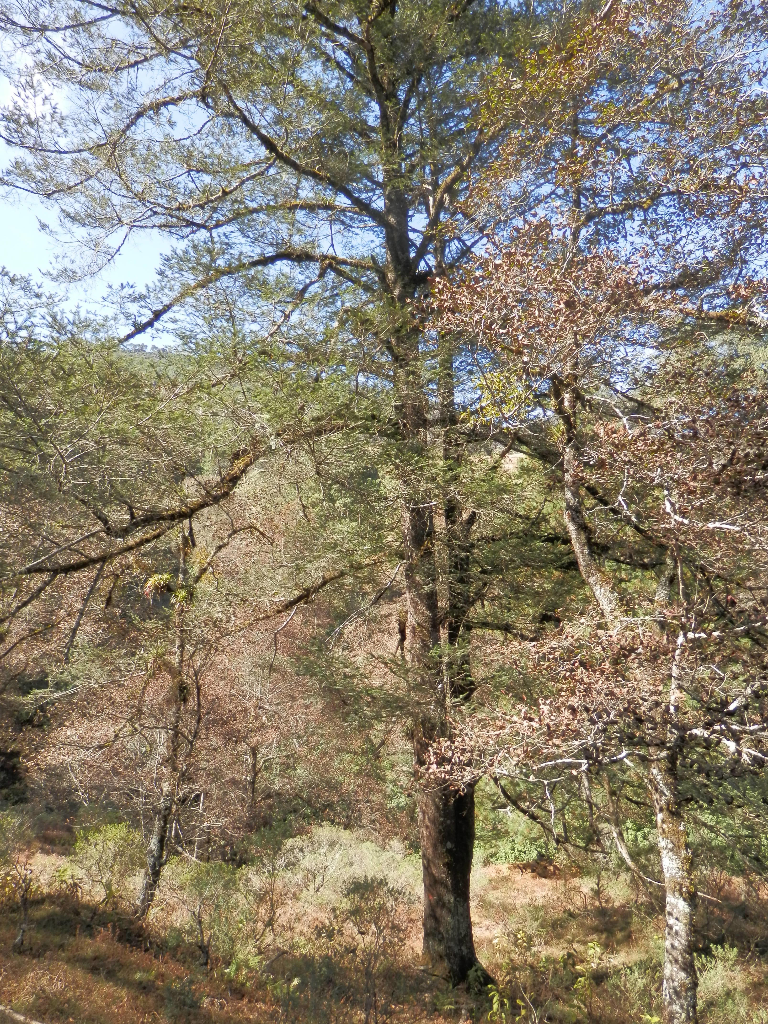 Abies hidalgensis