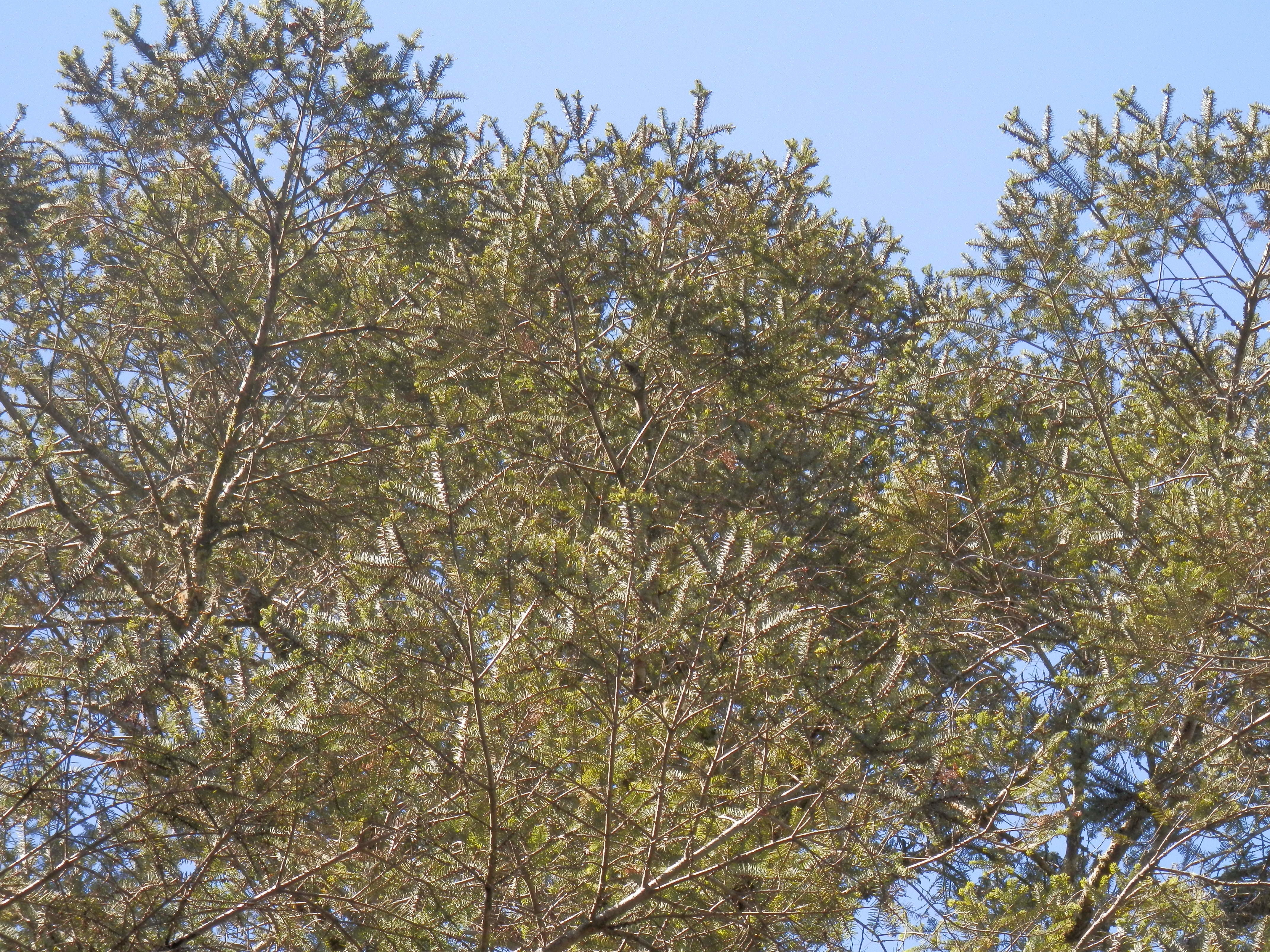 Abies hidalgensis