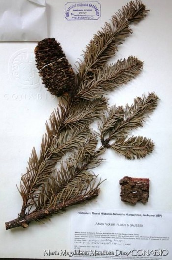 Abies hickelii