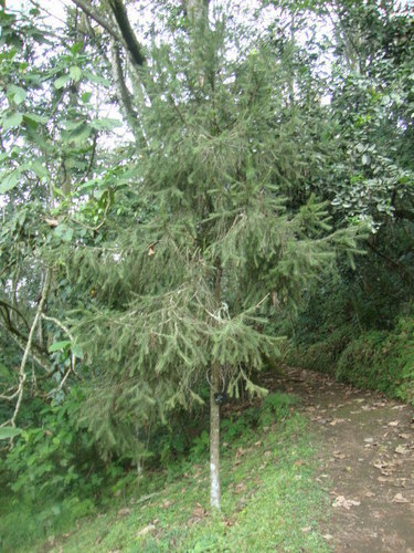 Abies hickelii