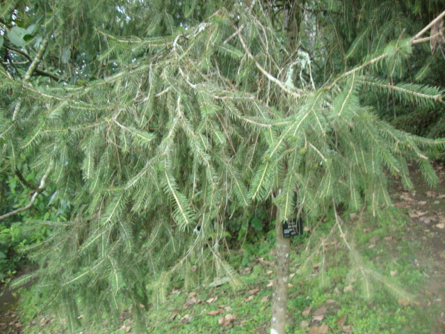 Abies hickelii