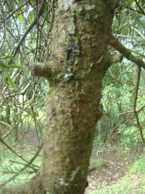 Abies hickelii