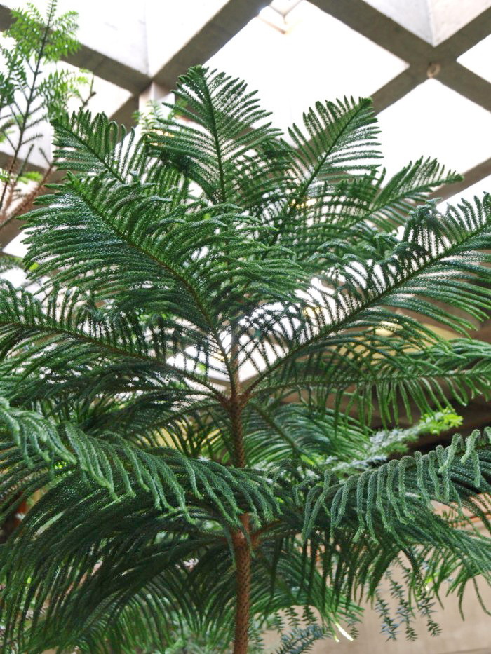 Araucaria heterophylla