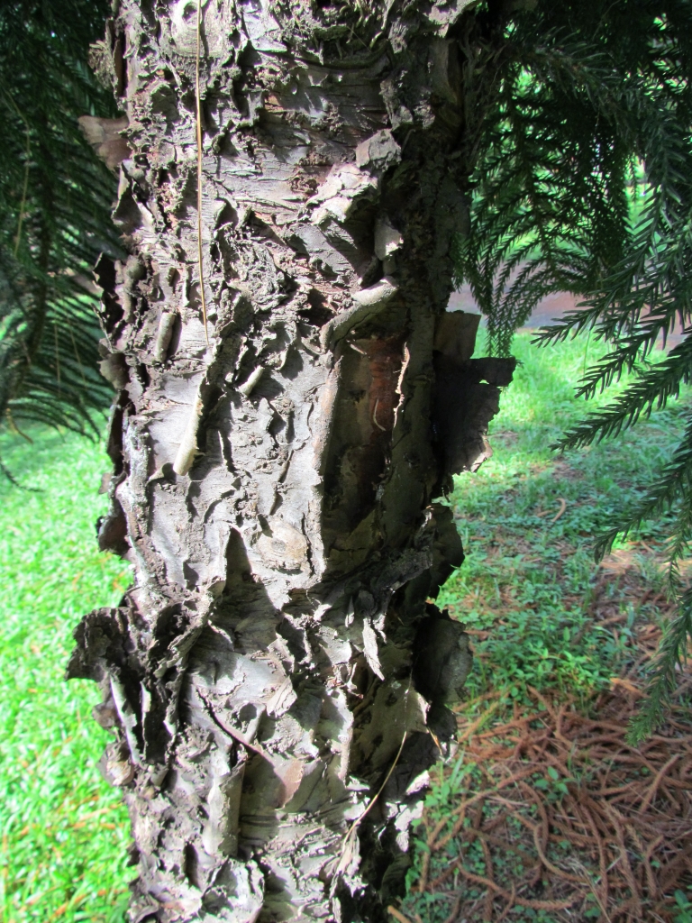 Araucaria heterophylla