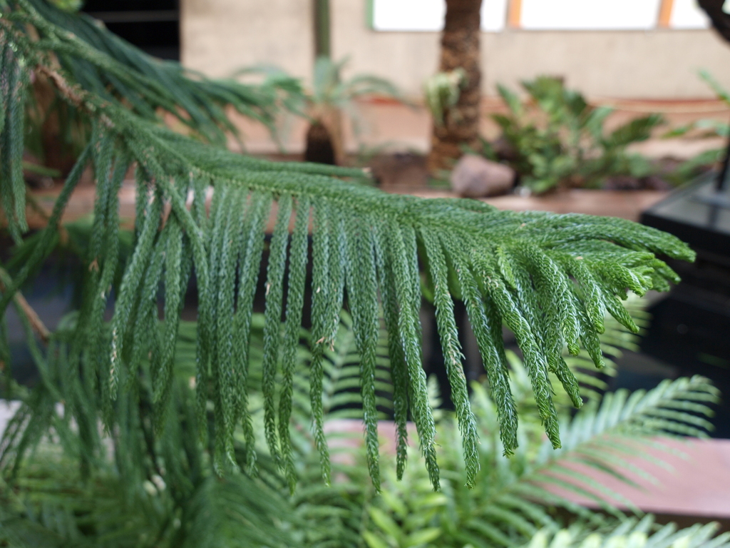 Araucaria heterophylla
