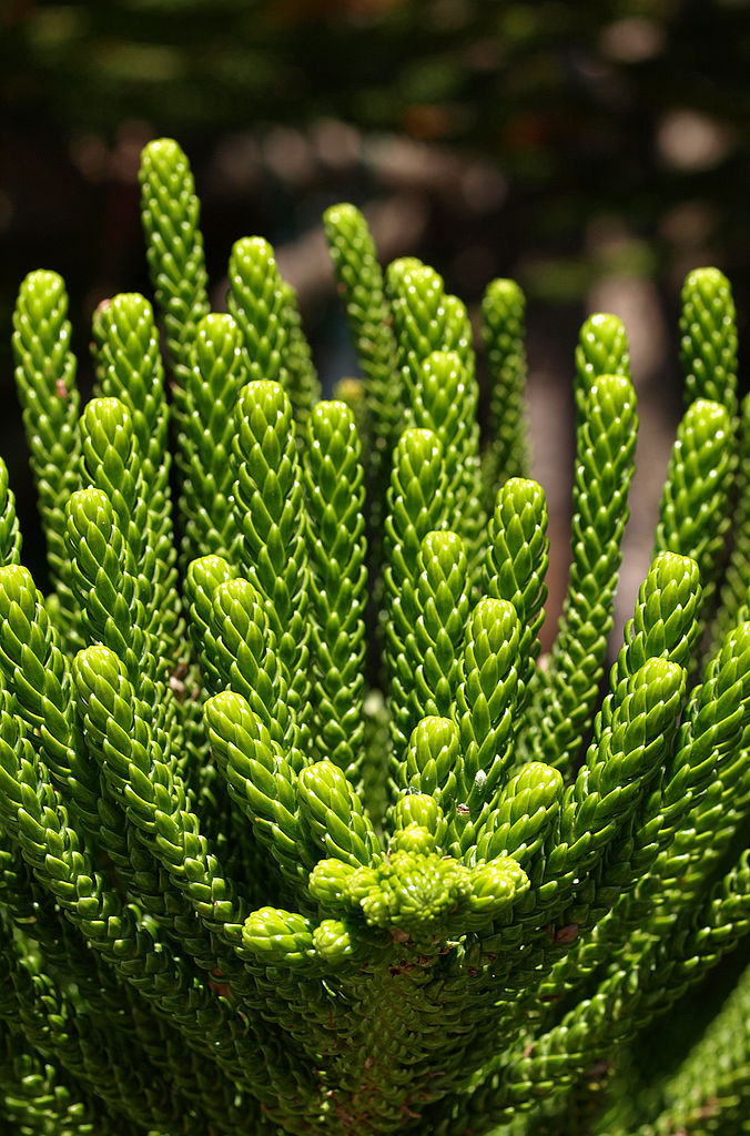 Araucaria heterophylla