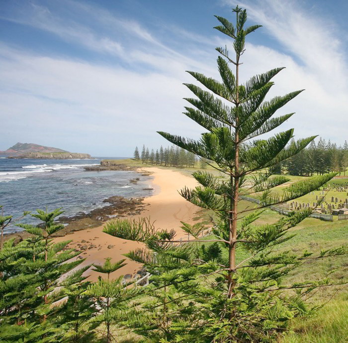 Araucaria heterophylla