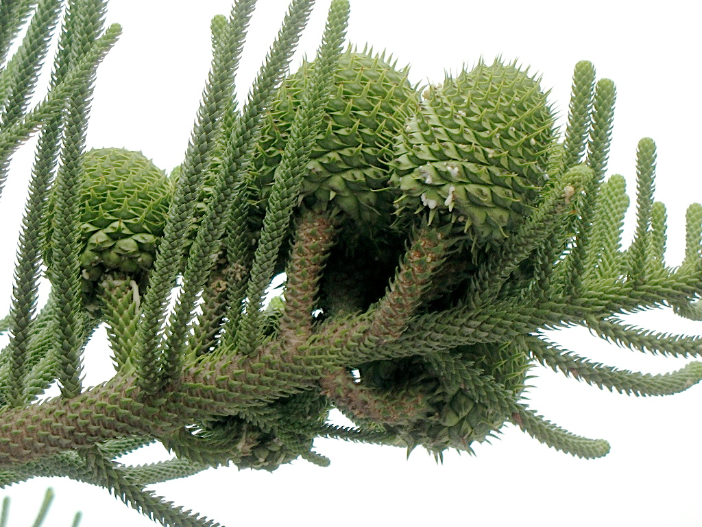 Araucaria heterophylla
