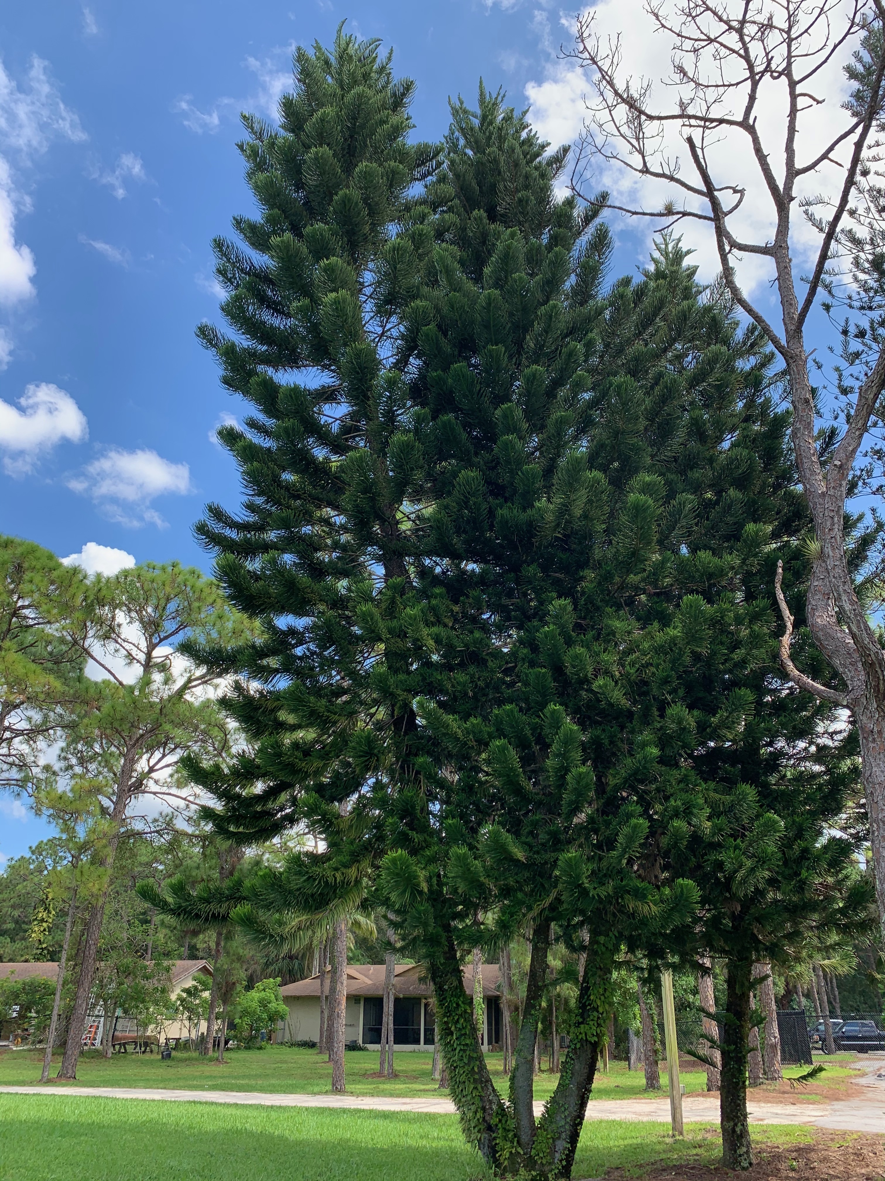 Araucaria heterophylla