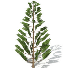 Araucaria heterophylla