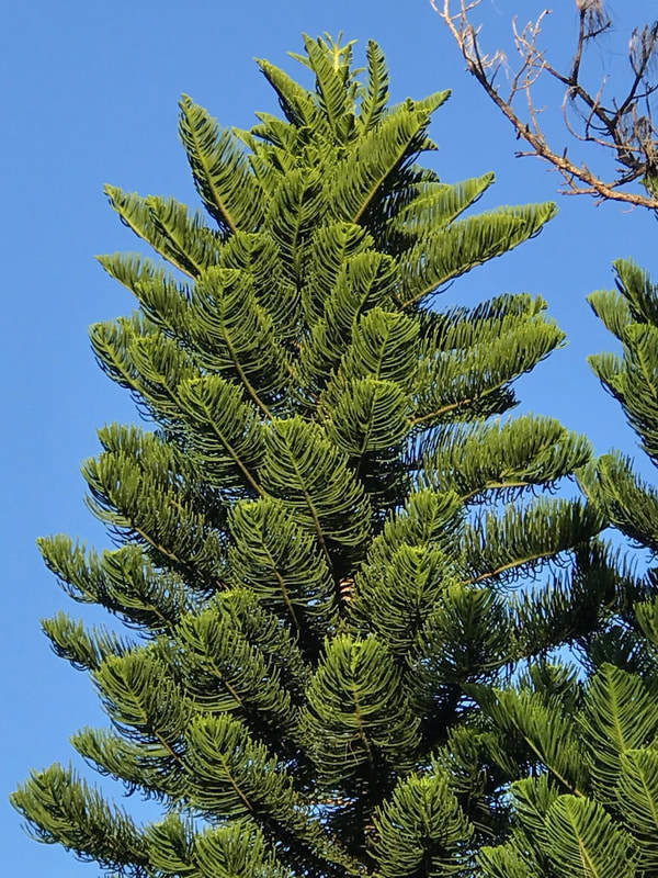 Araucaria heterophylla