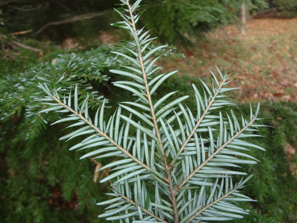 Tsuga heterophylla