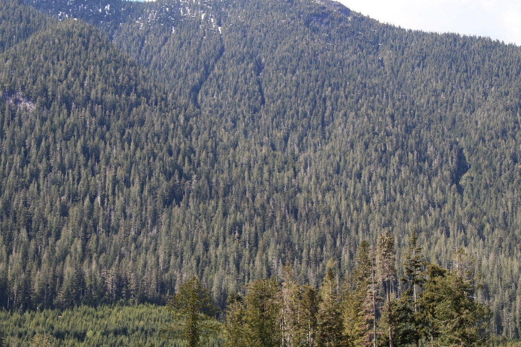 Tsuga heterophylla