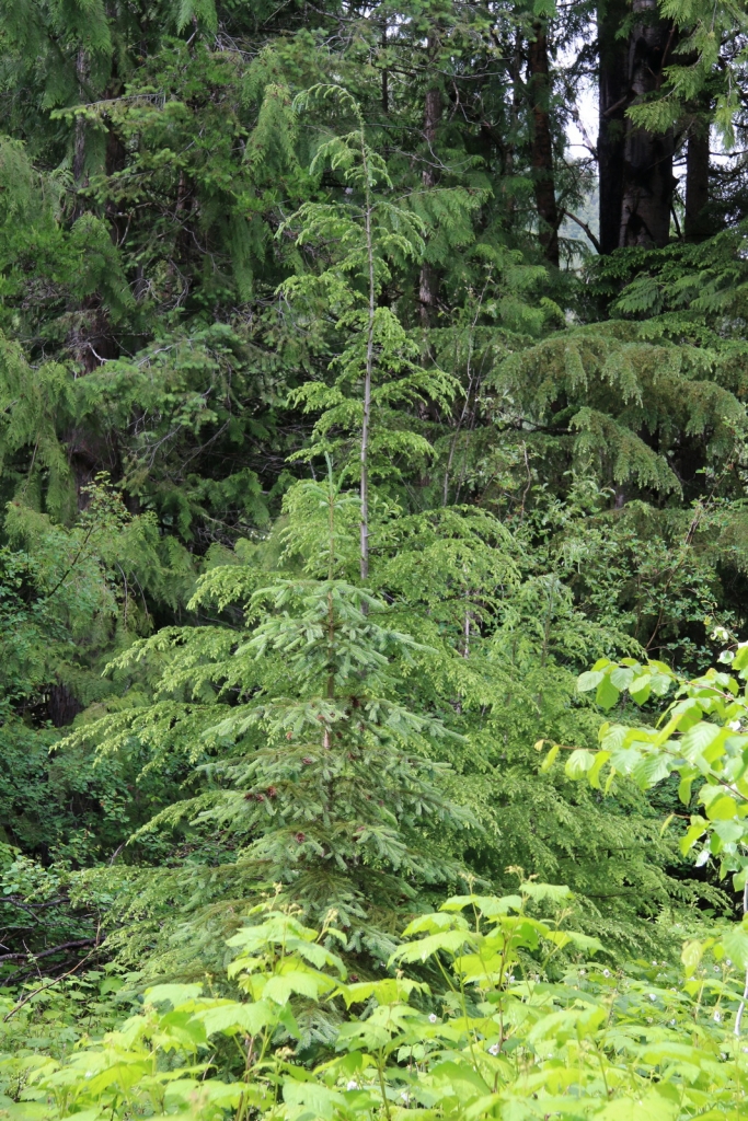 Tsuga heterophylla