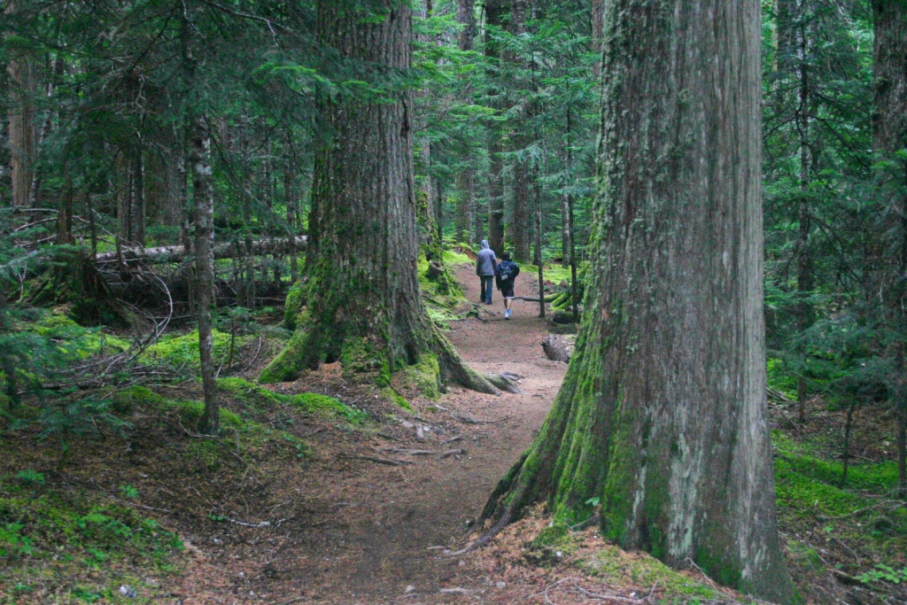 Tsuga heterophylla