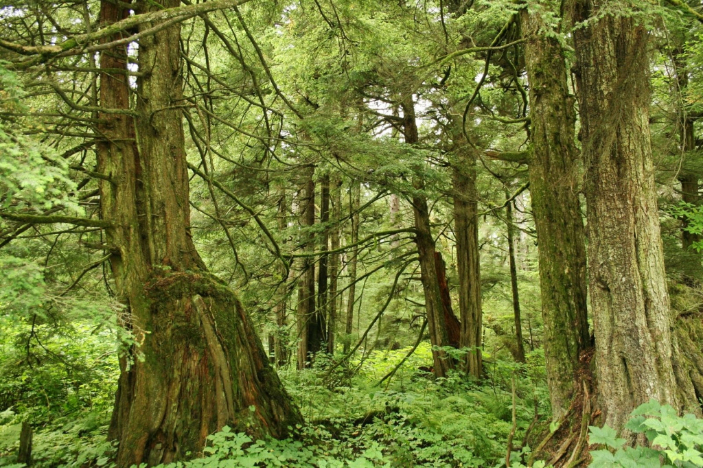 Tsuga heterophylla