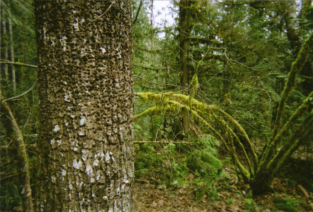 Tsuga heterophylla