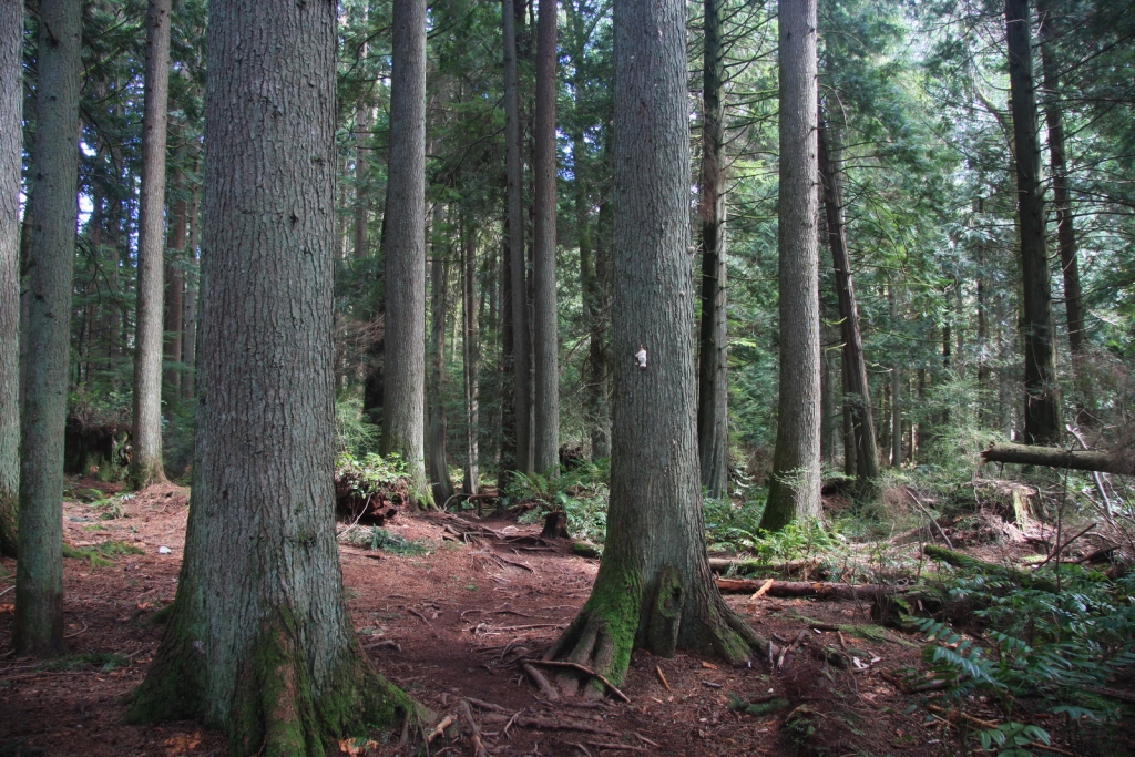 Tsuga heterophylla