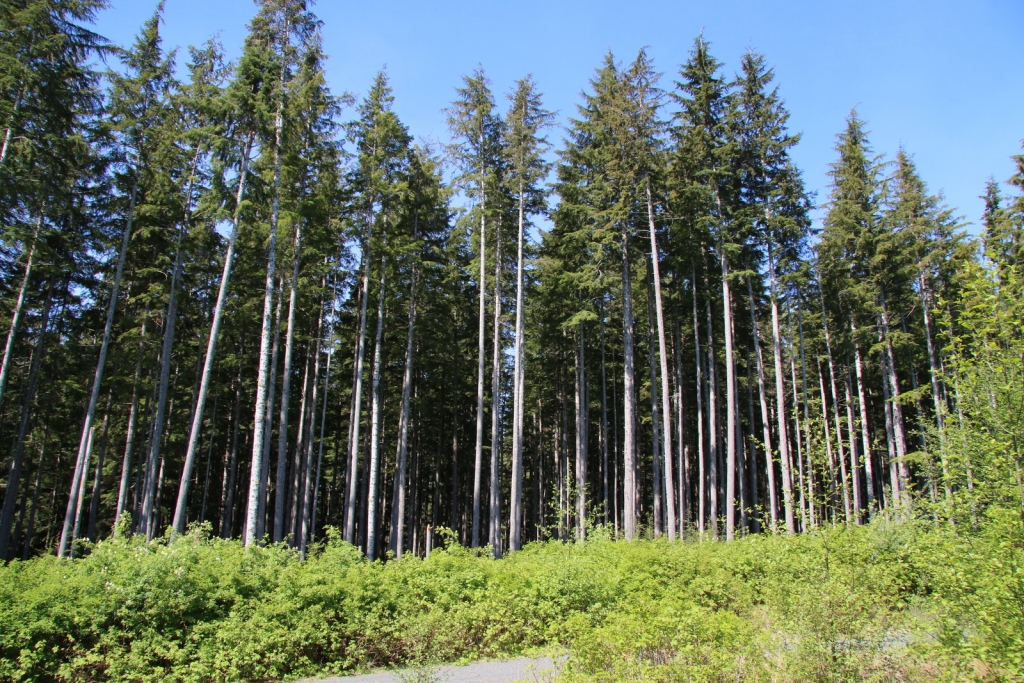 Tsuga heterophylla